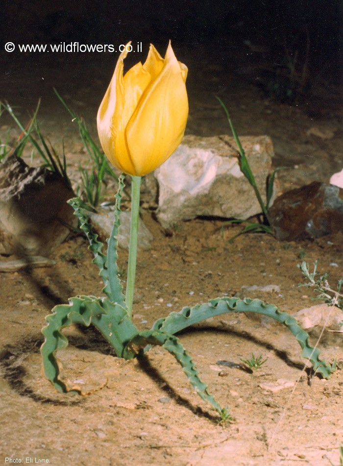 Tulipa systola