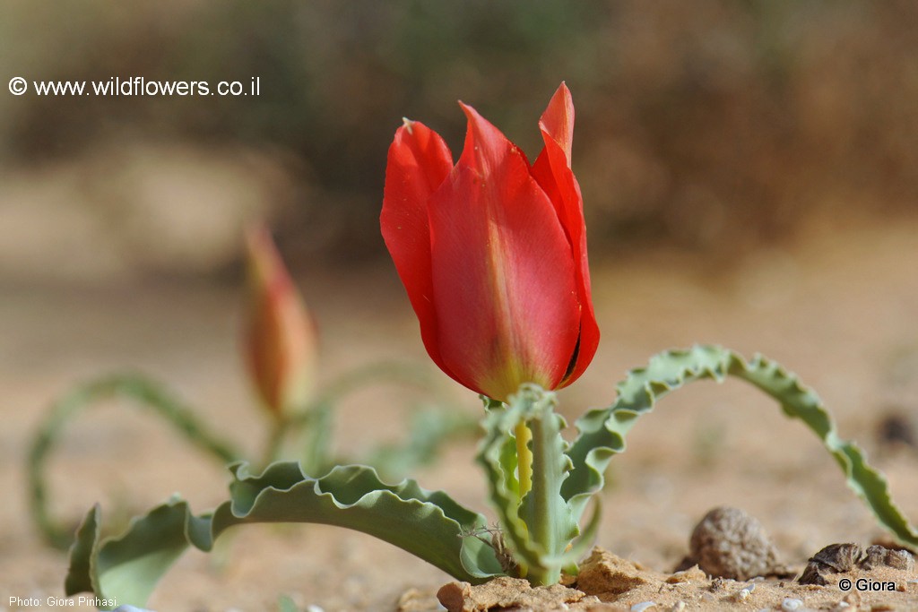 Tulipa systola