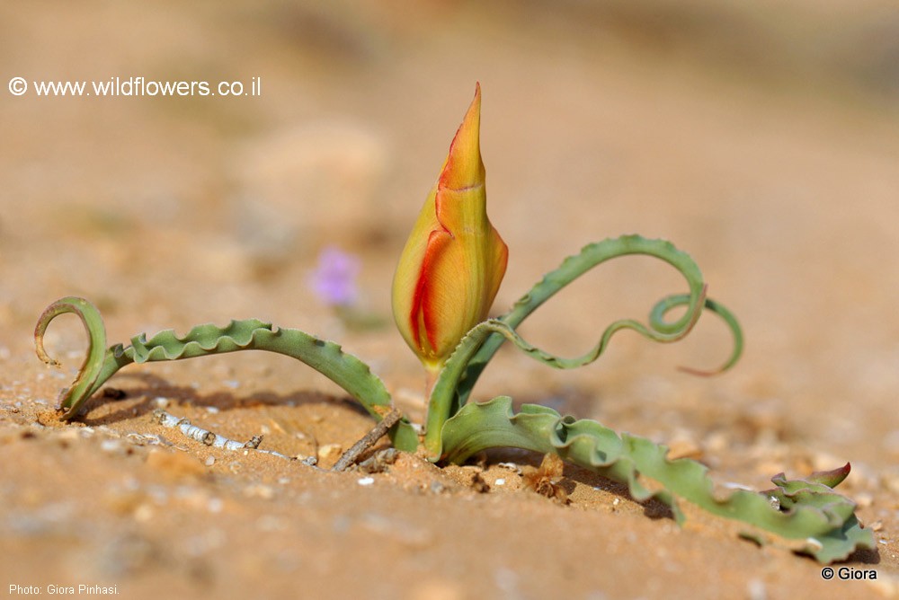 Tulipa systola