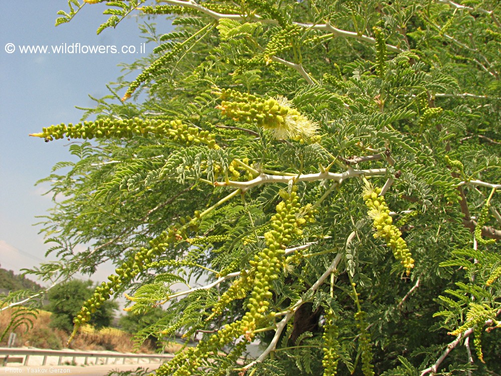 Faidherbia albida