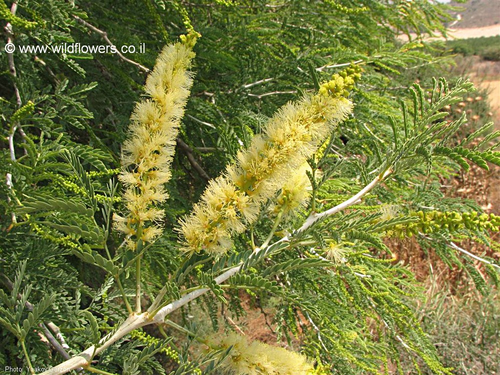 Faidherbia albida