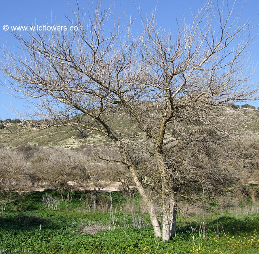 Faidherbia albida