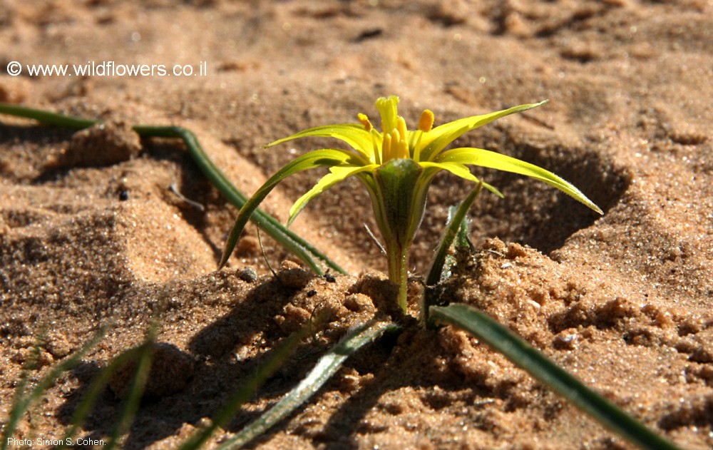 Gagea fibrosa