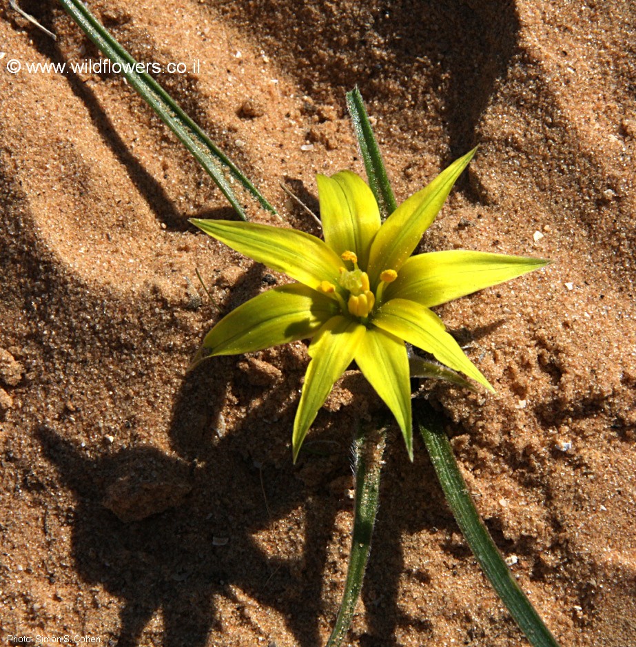 Gagea fibrosa