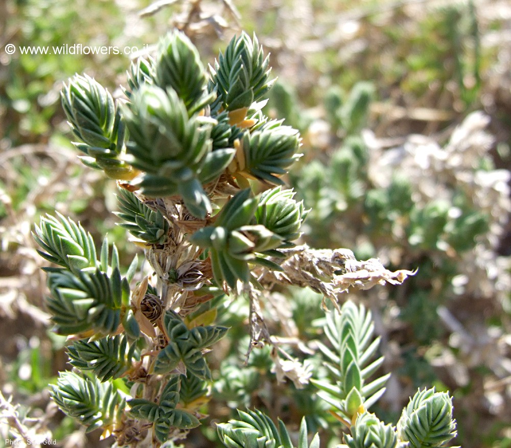 Crucianella maritima