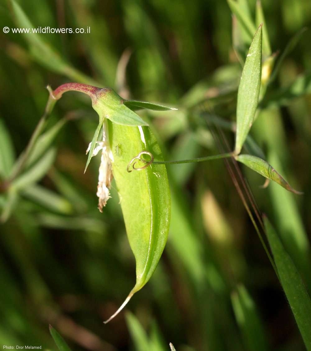 Lathyrus marmoratus