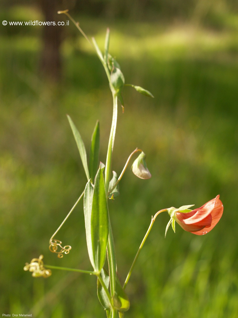 Lathyrus marmoratus