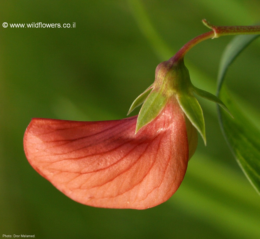 Lathyrus marmoratus