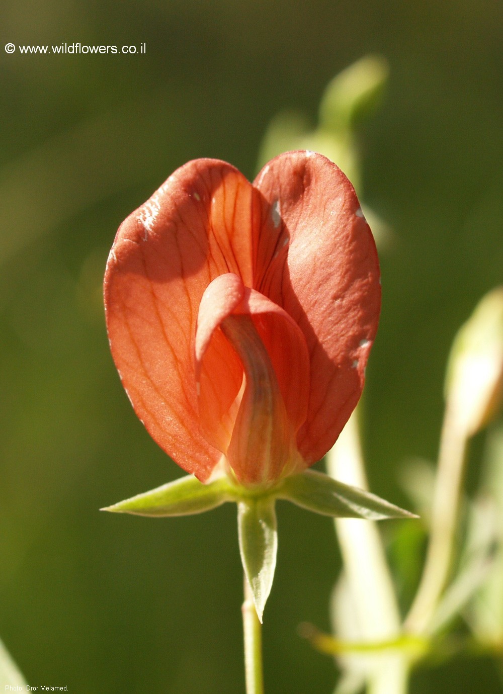 Lathyrus marmoratus