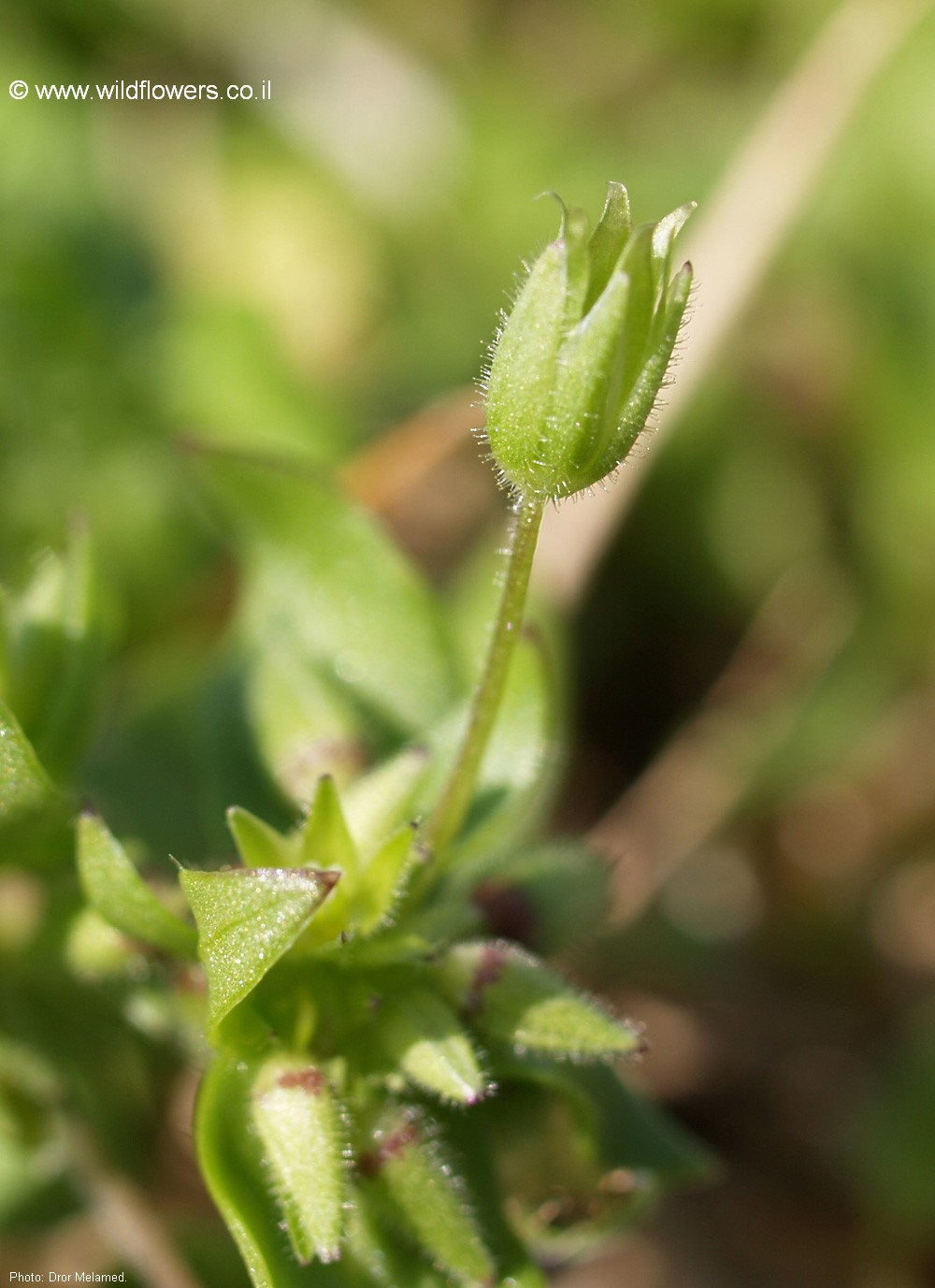 Stellaria pallida