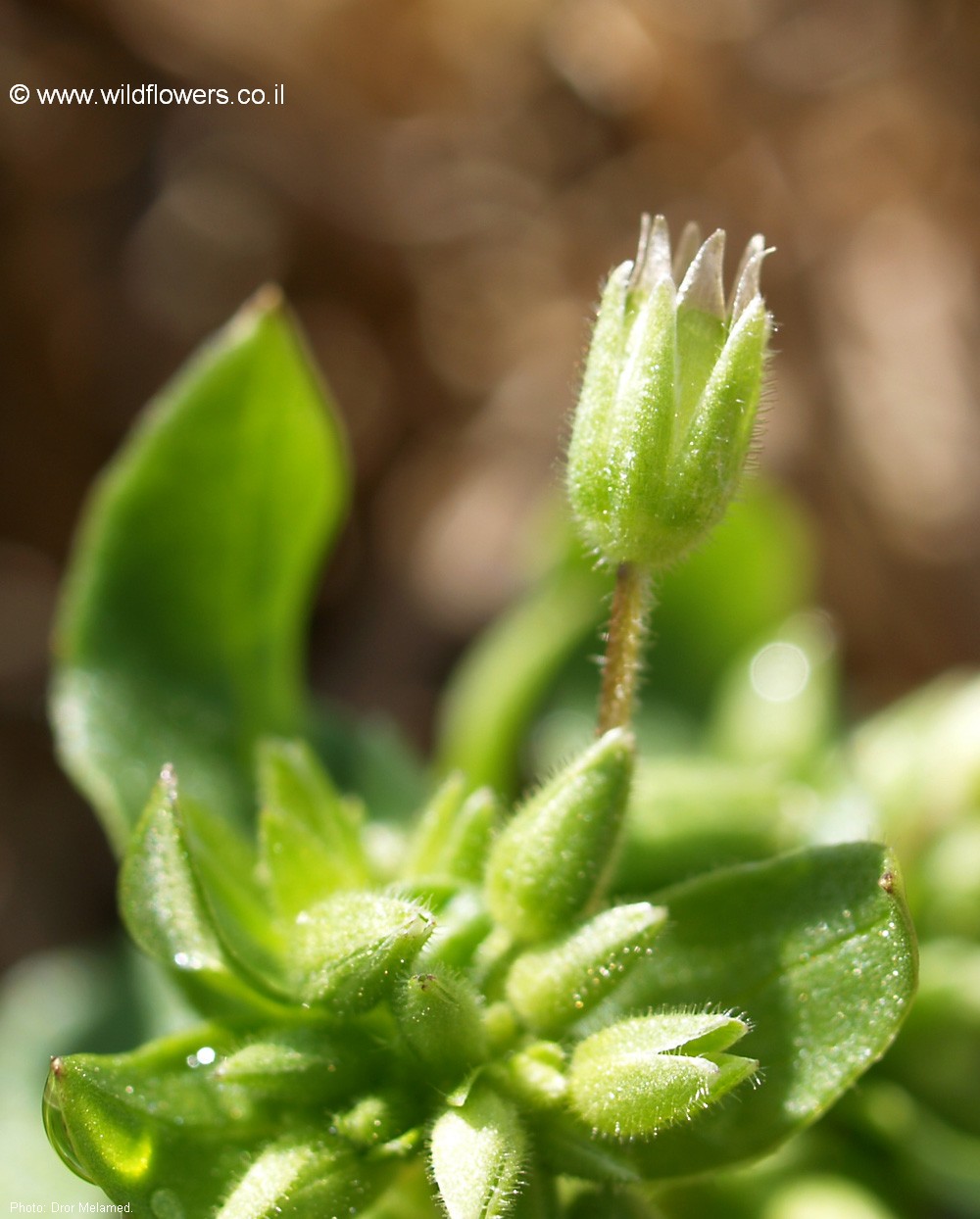 Stellaria pallida