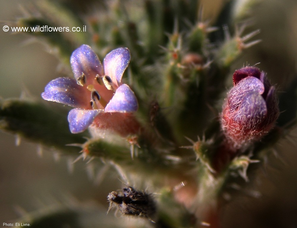 Moltkiopsis ciliata