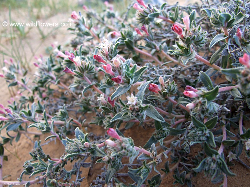 Moltkiopsis ciliata