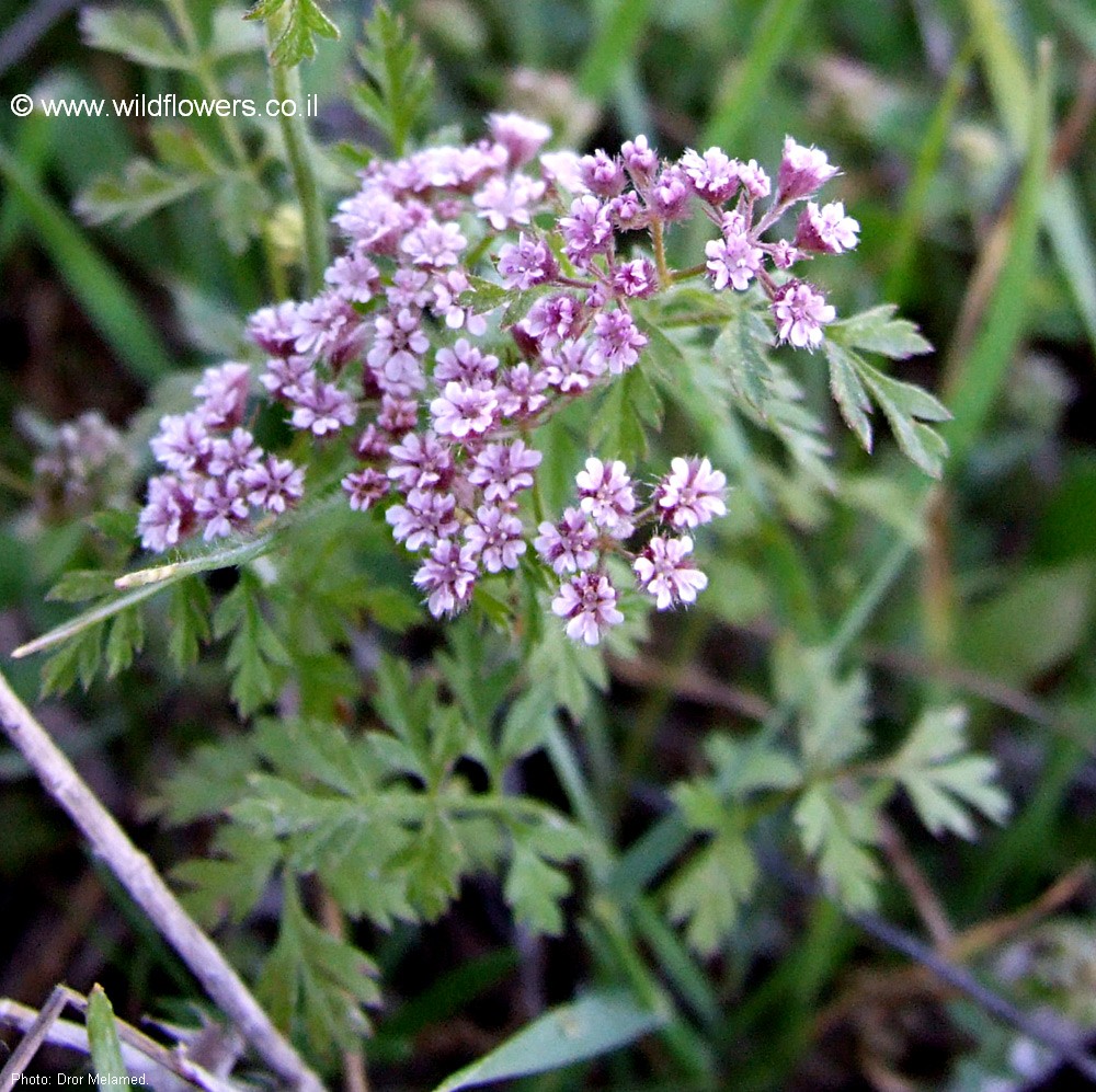 Chaetosciadium trichospermum