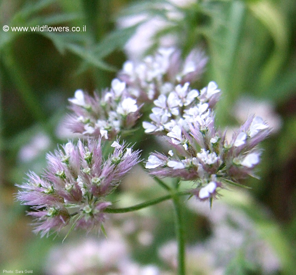 Chaetosciadium trichospermum