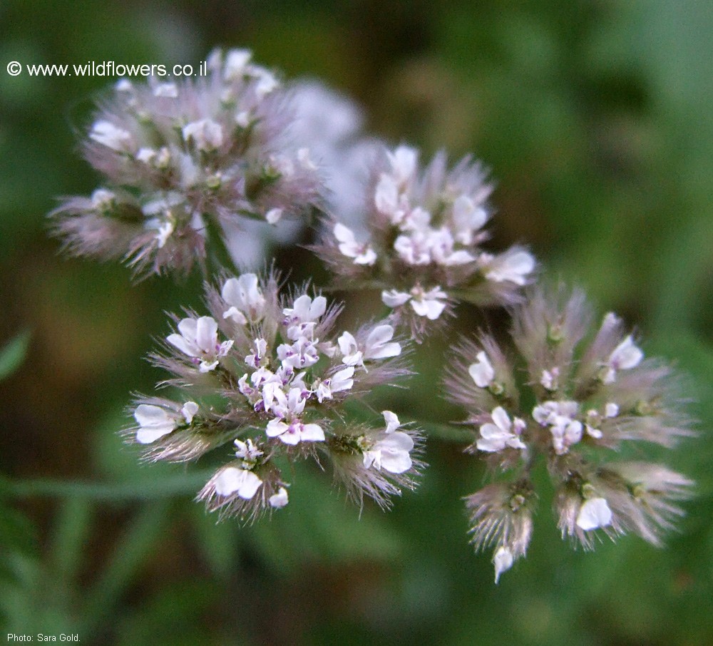 Chaetosciadium trichospermum