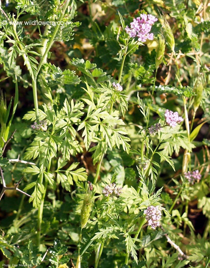 Chaetosciadium trichospermum