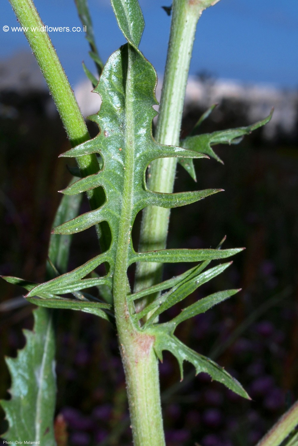 Crepis aculeata