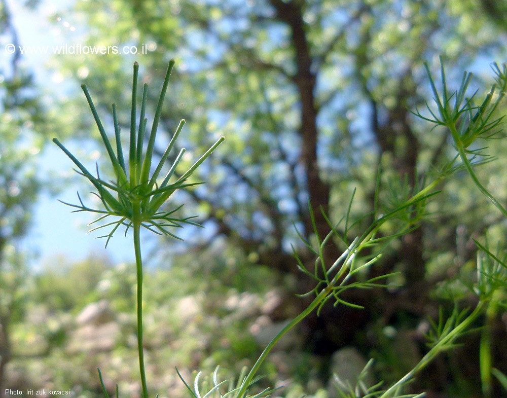 Scandix stellata