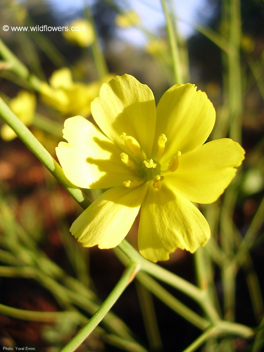 Bongardia chrysogonum