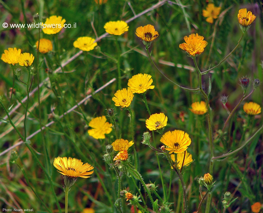 Picris amalecitana