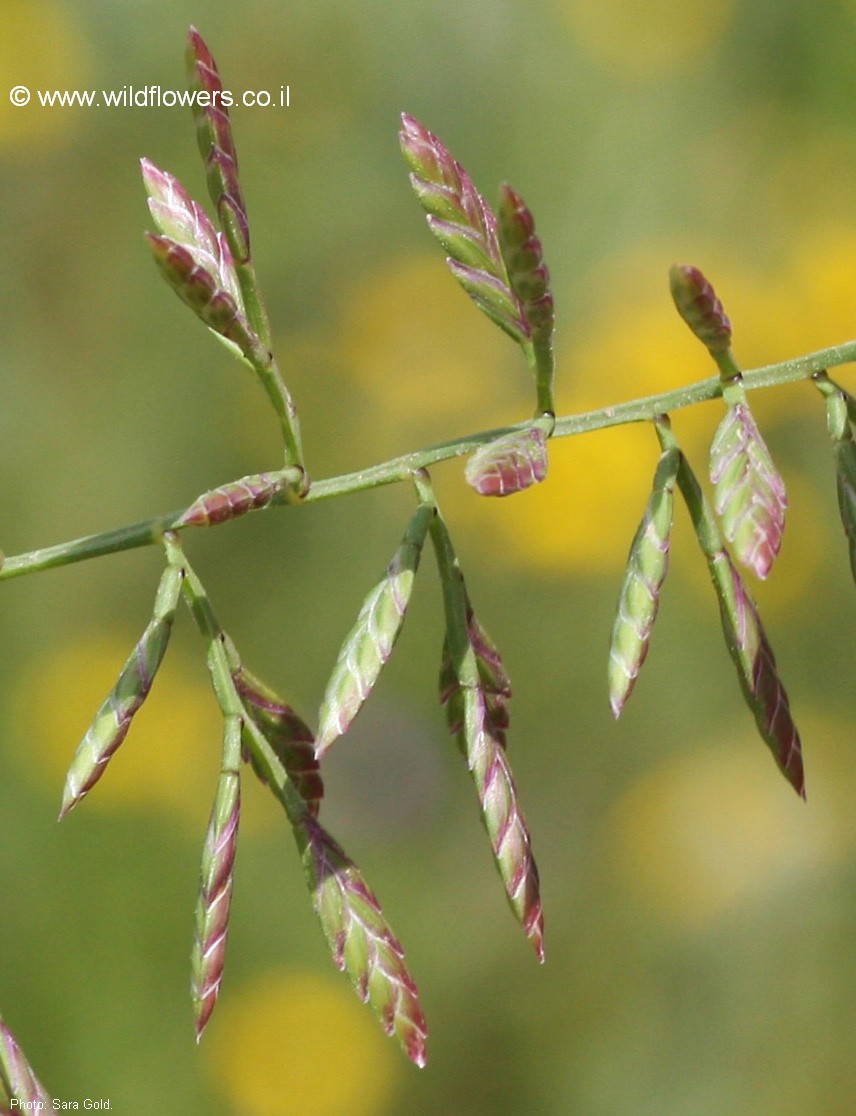 Desmazeria philistaea