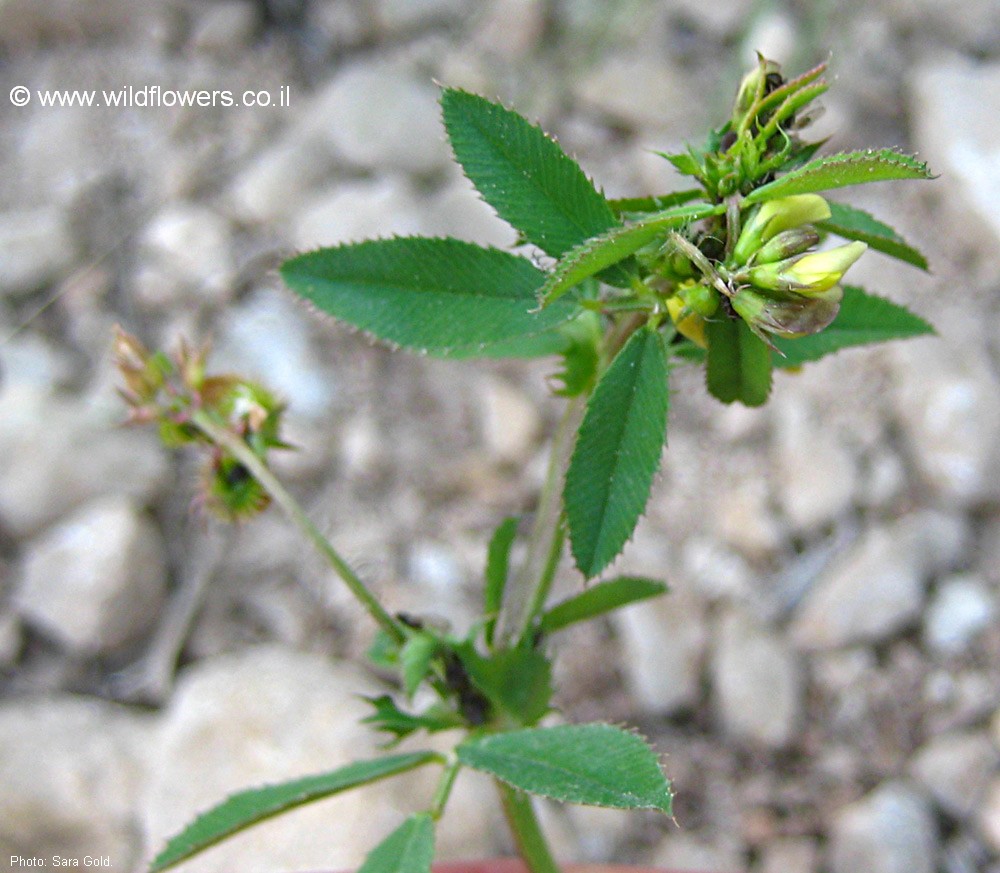 Medicago rotata