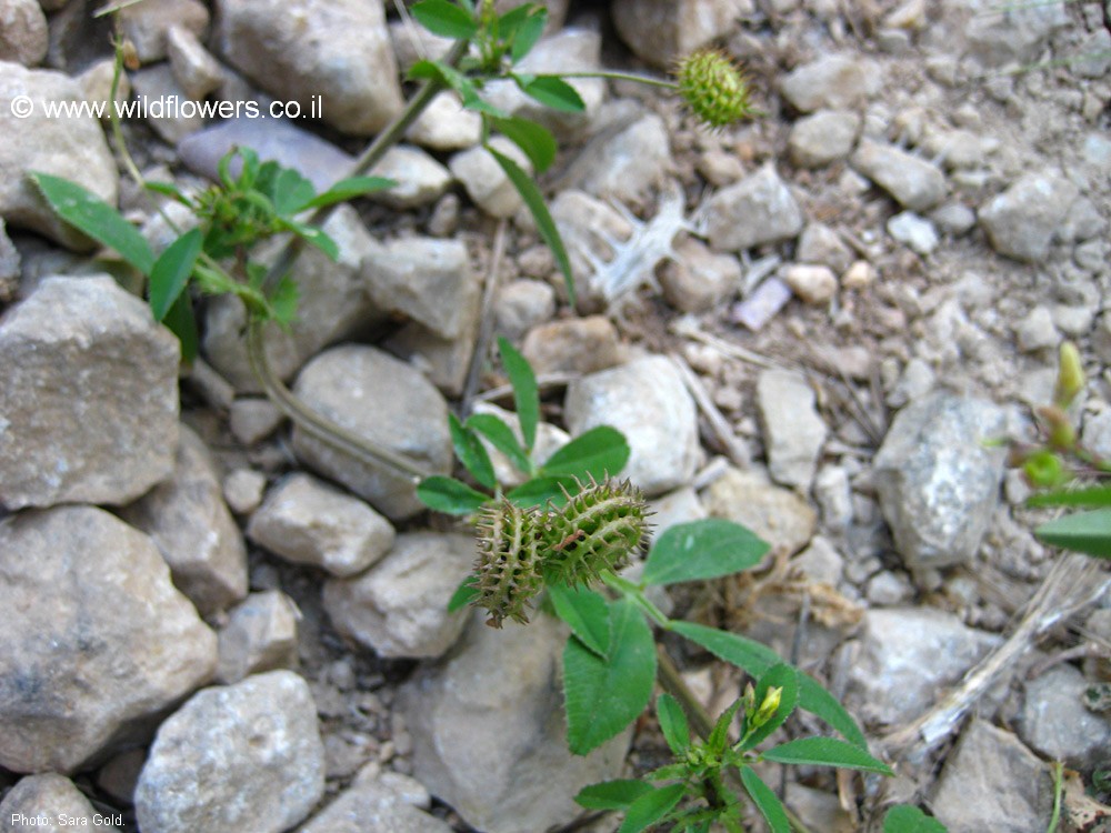 Medicago rotata