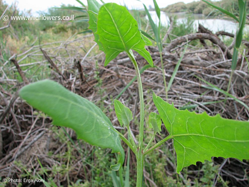 Atriplex prostrata