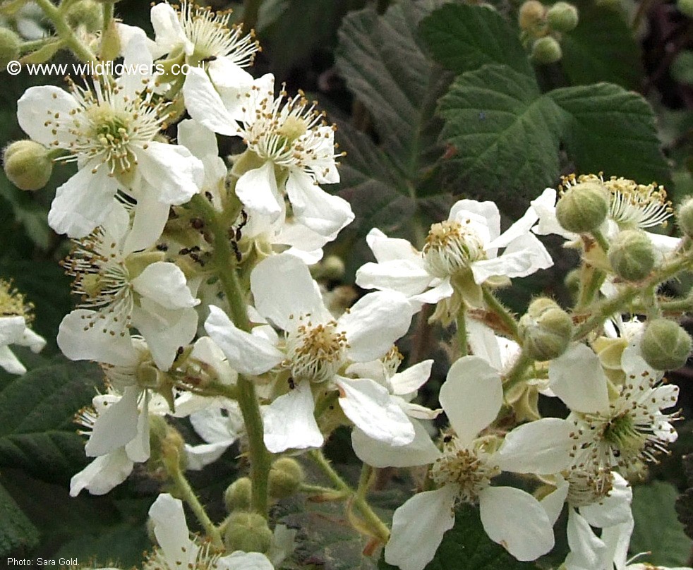 Rubus canescens