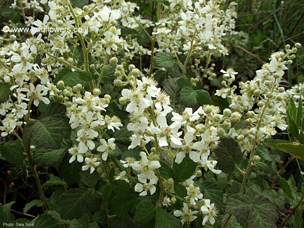 Rubus canescens