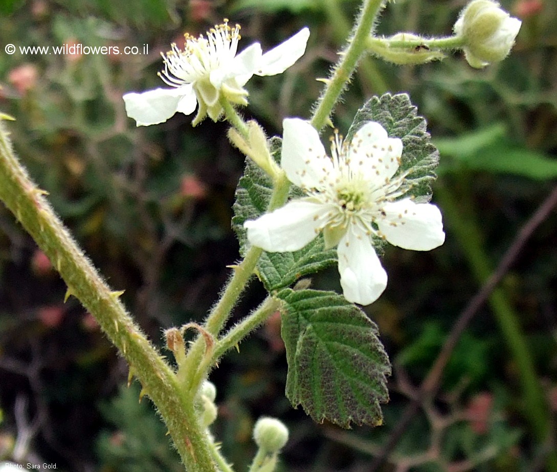 Rubus canescens