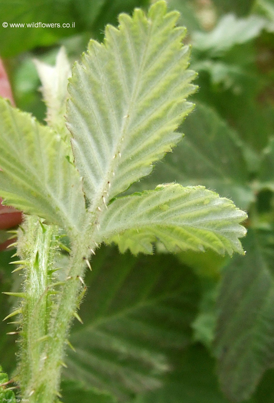 Rubus canescens