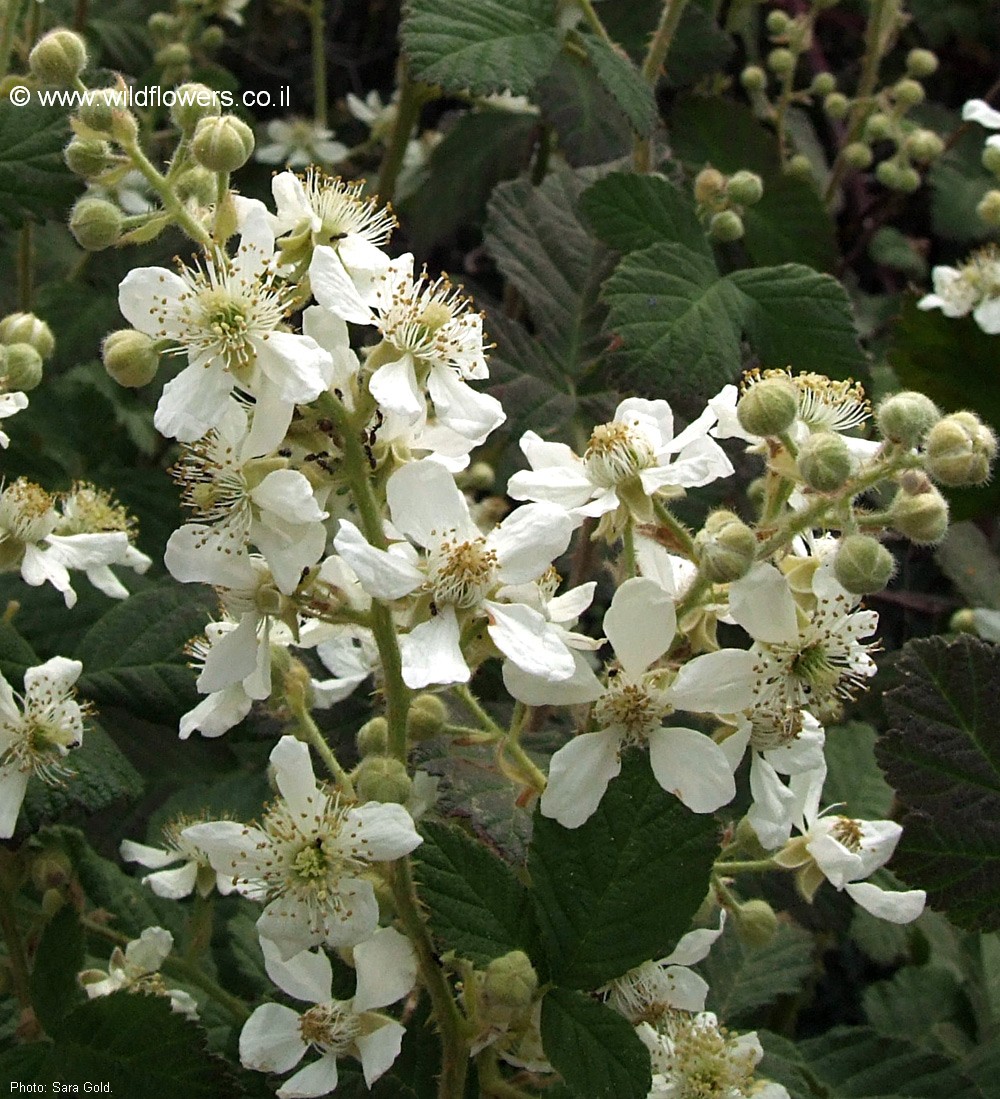 Rubus canescens