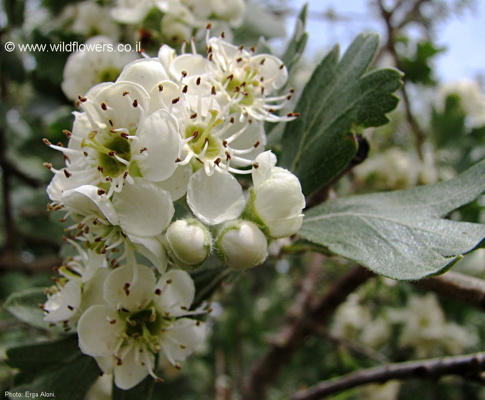 Crataegus  azarolus