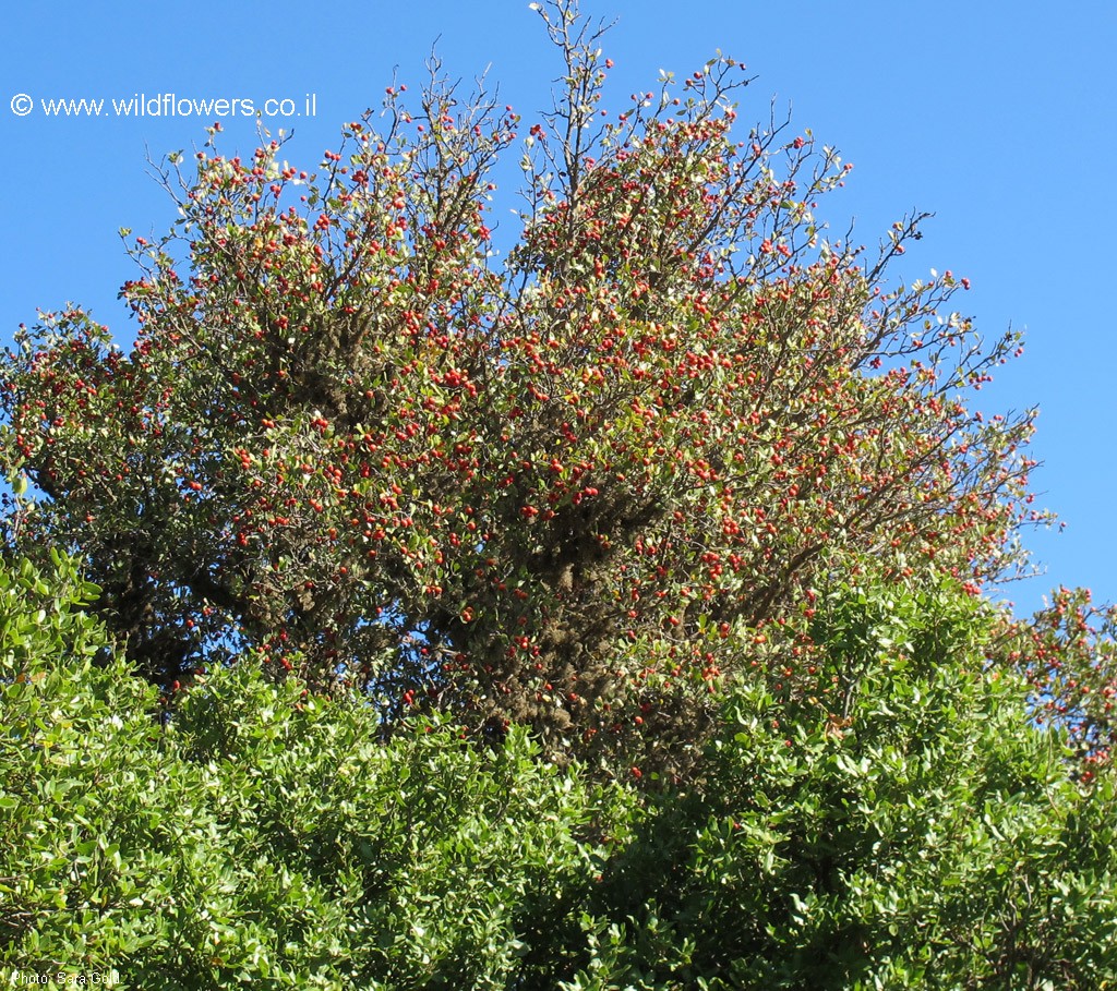 Crataegus  azarolus