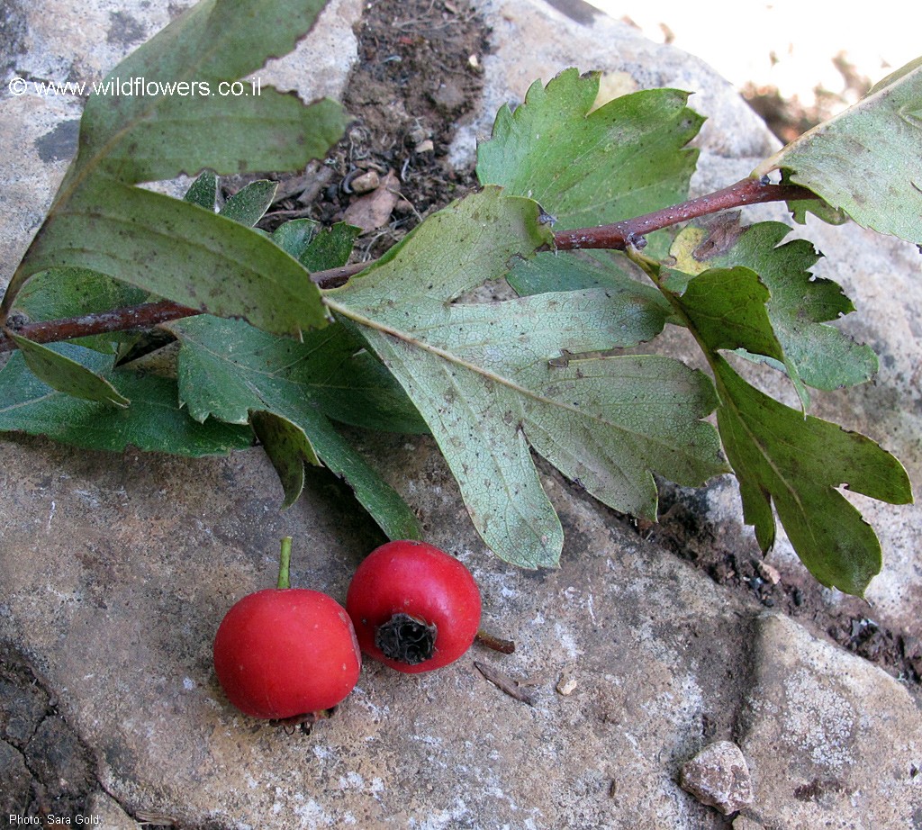 Crataegus  azarolus