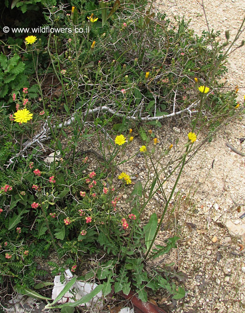 Crepis reuteriana