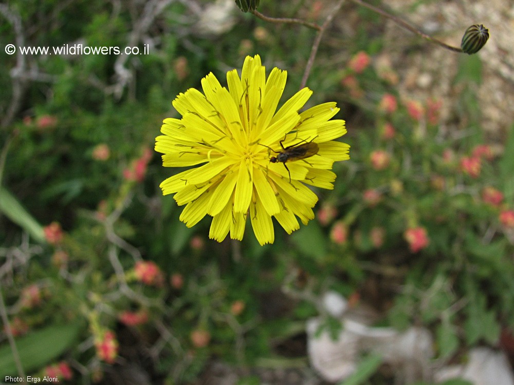 Crepis reuteriana