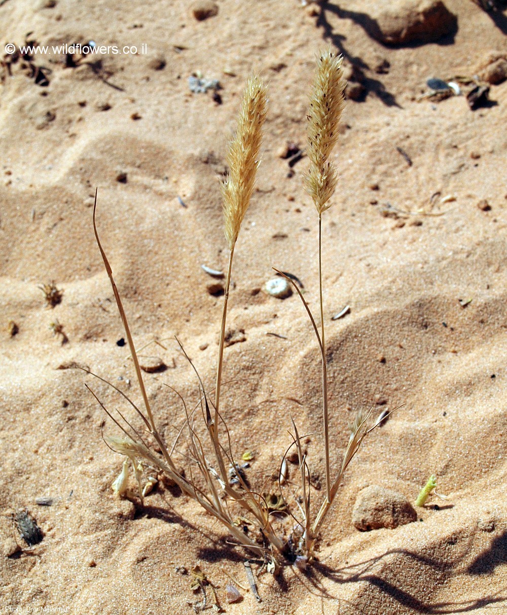 Trisetaria glumacea