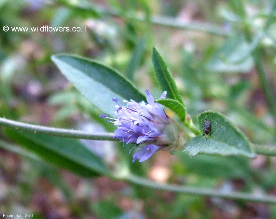 Cephalaria syriaca