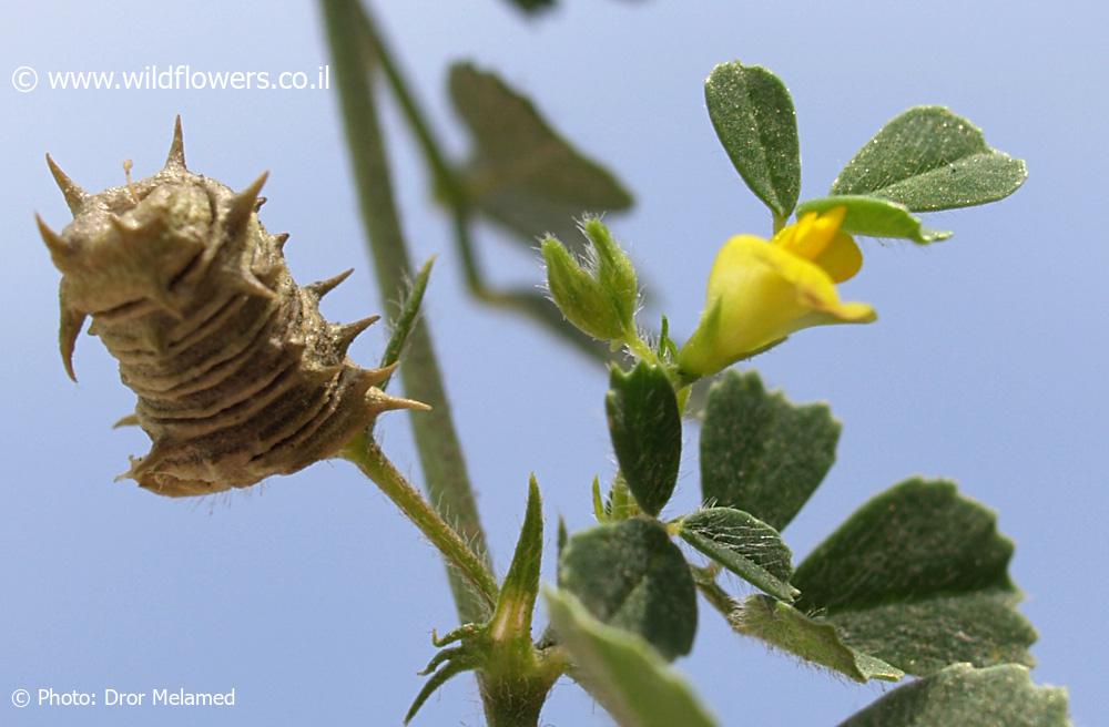 Medicago littoralis