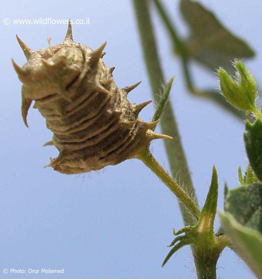 Medicago littoralis