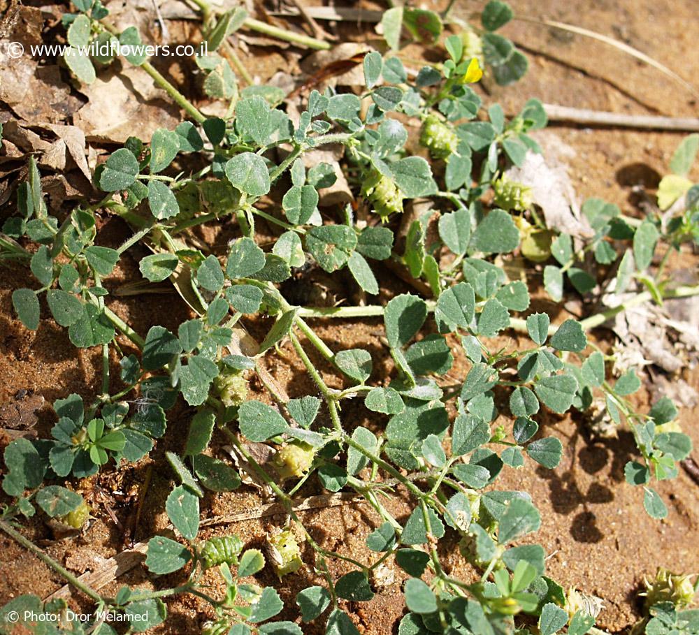 Medicago littoralis