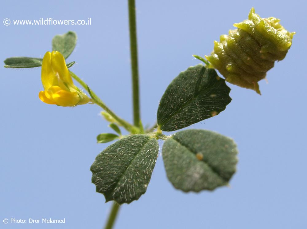 Medicago littoralis