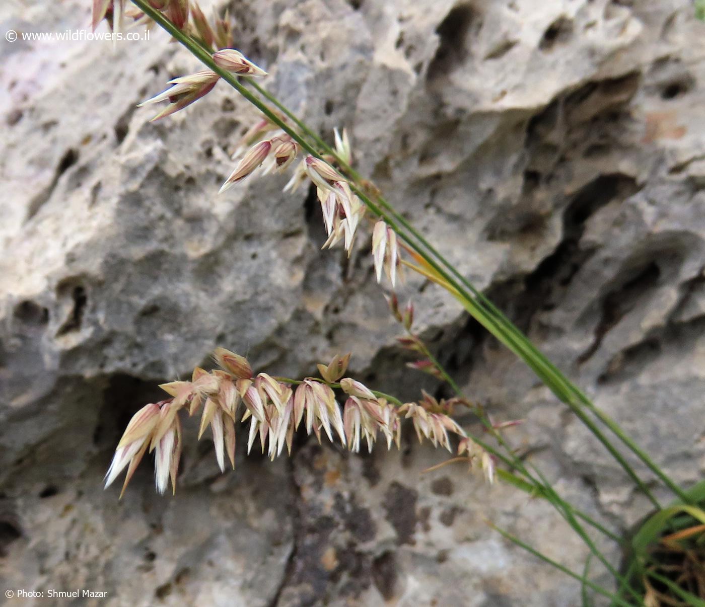 Melica inaequiglumis