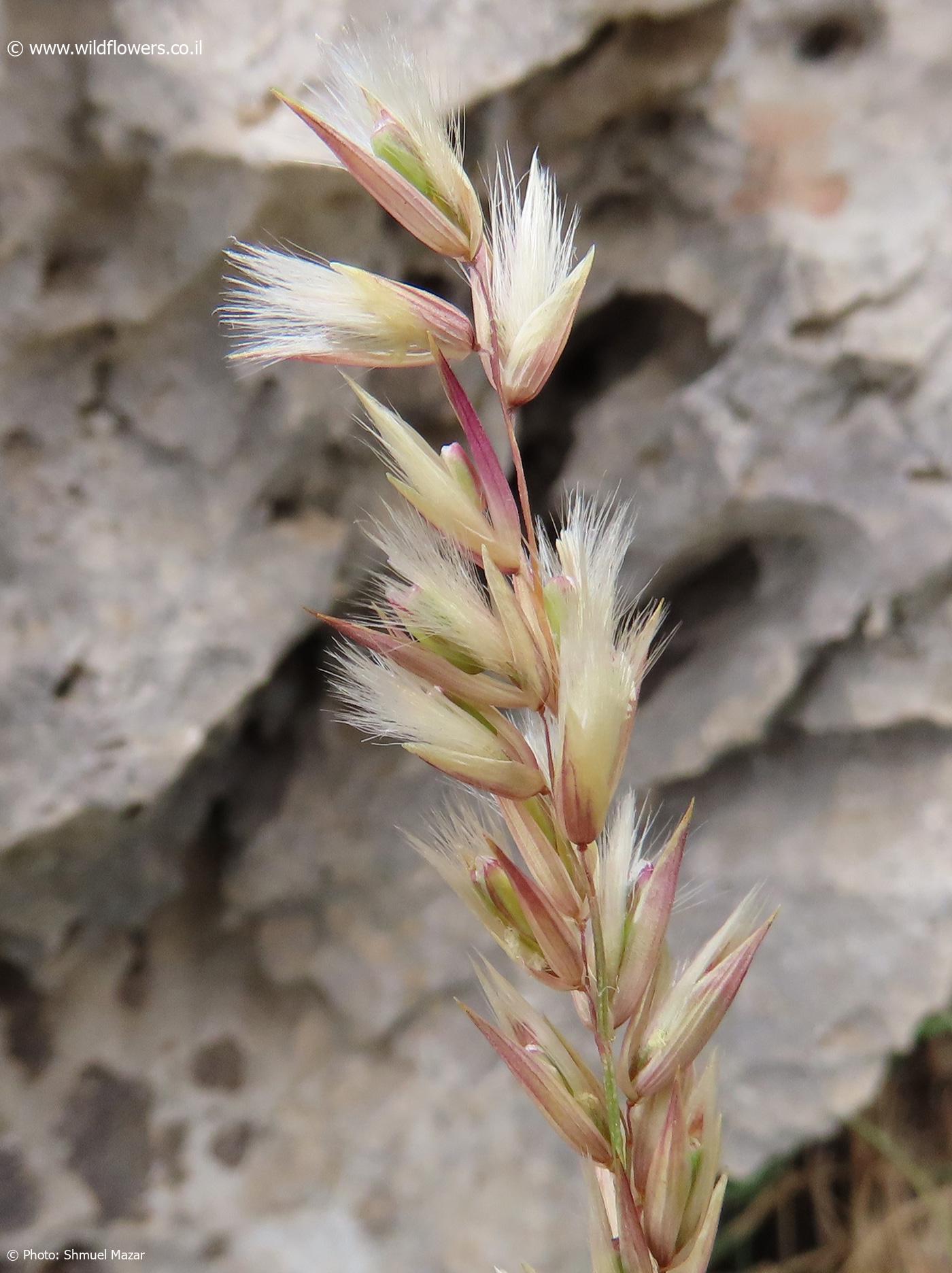 Melica inaequiglumis