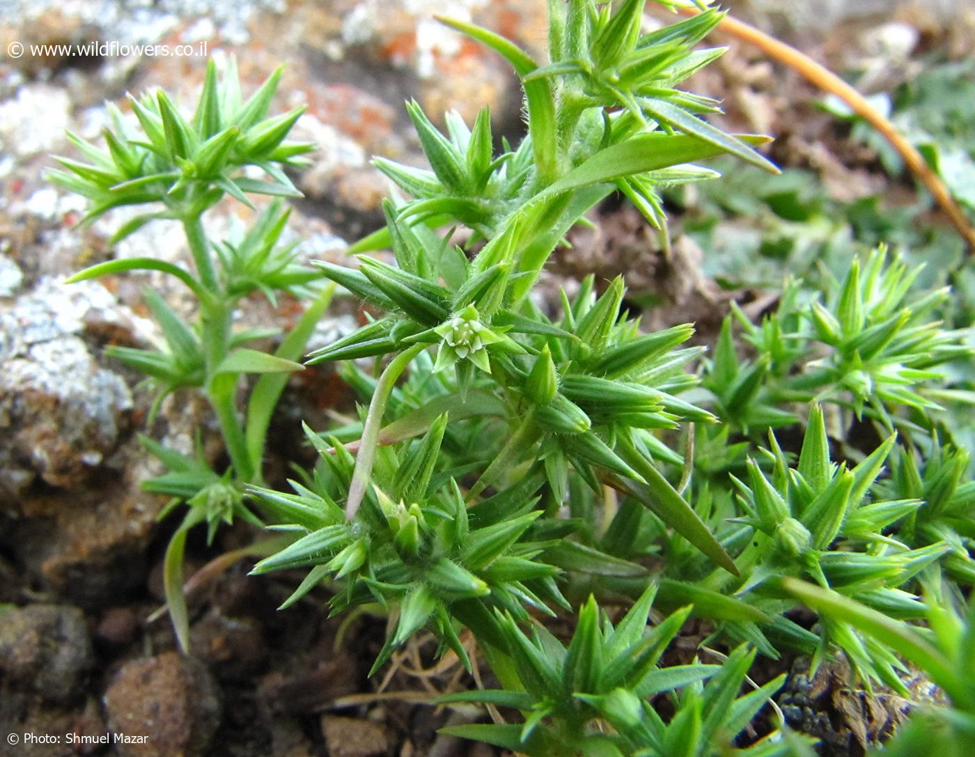 Minuartia  intermedia