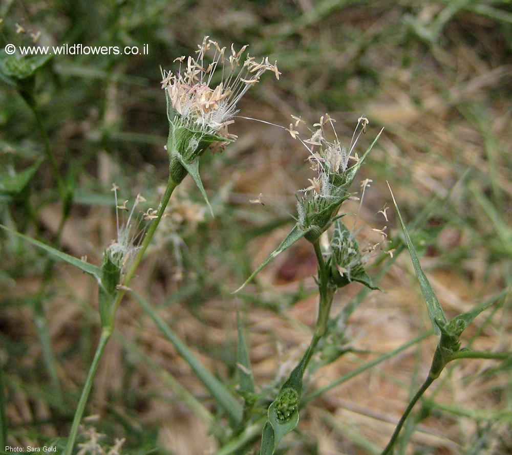 Crypsis factorovskyi