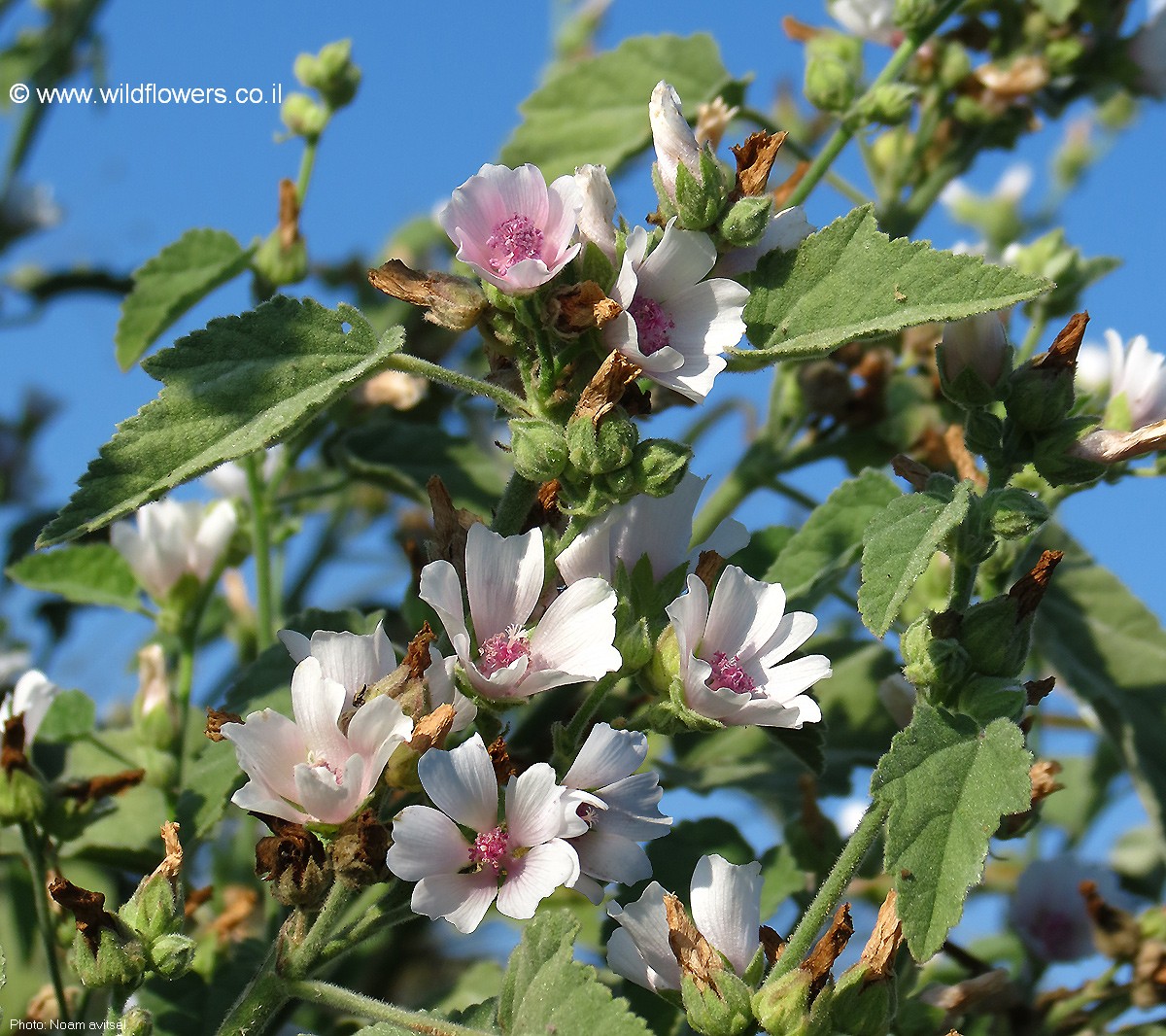 Althaea officinalis